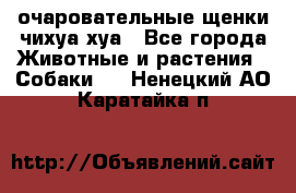 очаровательные щенки чихуа-хуа - Все города Животные и растения » Собаки   . Ненецкий АО,Каратайка п.